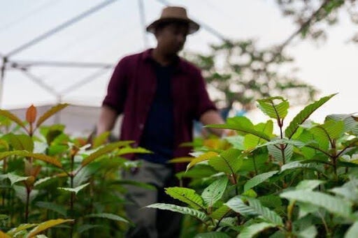 Red Bali Vs. Red Maeng Da: Which Kratom Is Right For You?