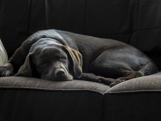 Top Benefits That Will Make You Consider Using CBD For Dogs