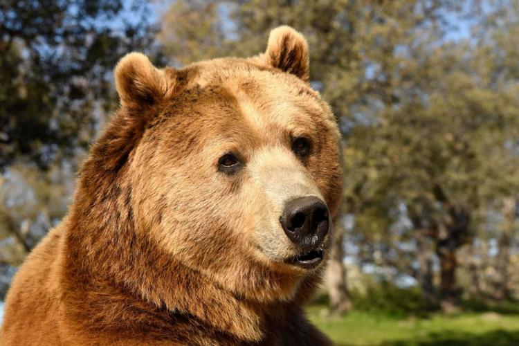 Unexpected Love Stories From the Wild: Valentine’s Day with Lions, Tigers & Bears