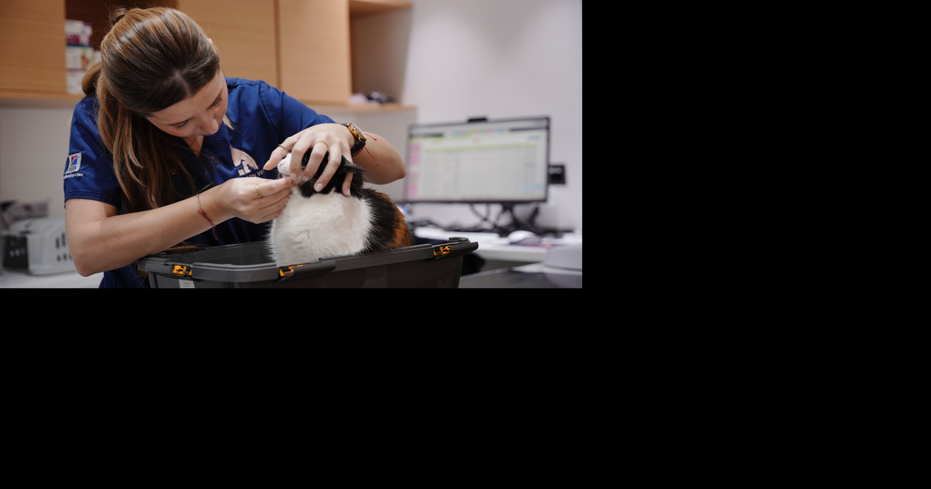 Seizures in Cats: What Owners Should Know