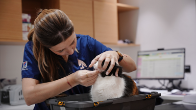Seizures in Cats: What Owners Should Know