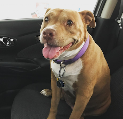 Adopting A Pet Has Its Perks