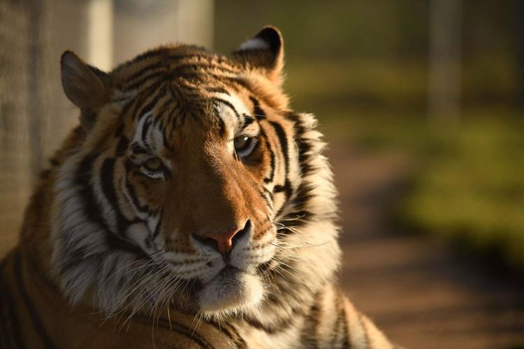 A Summer of Compassion at Lions Tigers and Bears