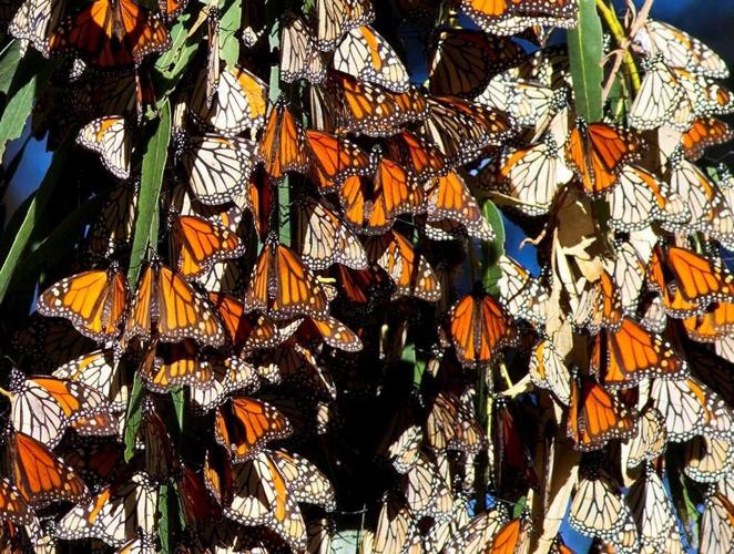 Things to Do in Pismo Beach