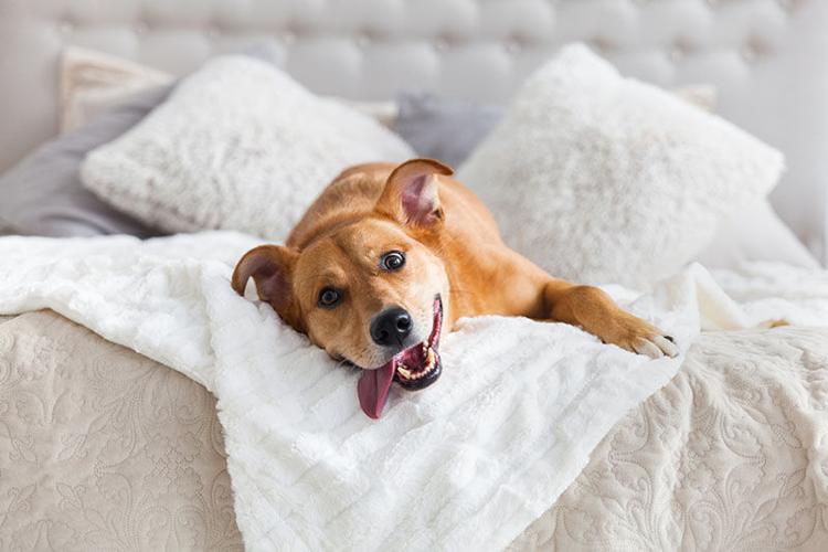 How to Keep Your Bedroom Allergy Free 1