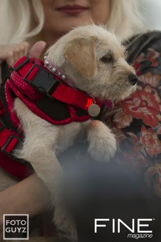 Hot Diggity Dog Fashions