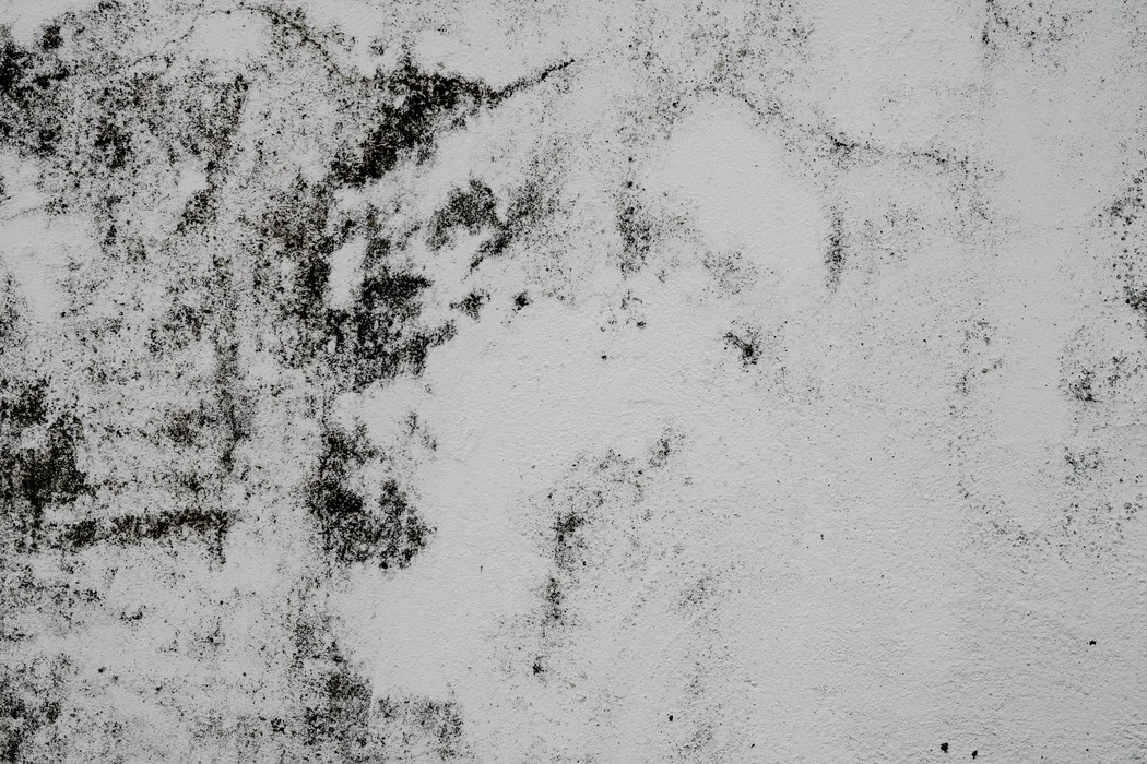 The Risks Of Not Cleaning Black Molds To Your Health Health & Wellness