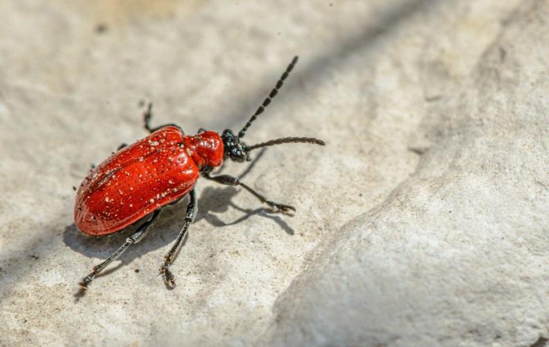 pest infestations