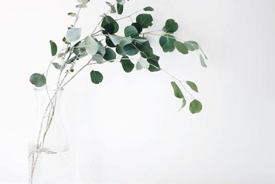 Best Lung Health Supplements: Herbal Support for Respiratory System