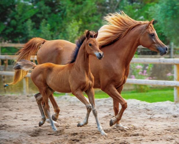 Signs Your Horse Needs Joint Support and How Supplements Can Help