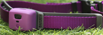 Smart Collars Among Top Holiday Gifts