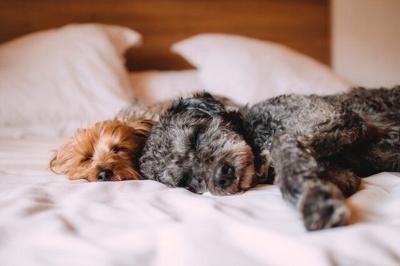 Fabulous Interior Decor Ideas for Animal Lovers