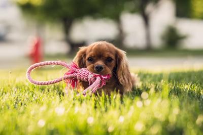 best-small-dog-companions-for-children
