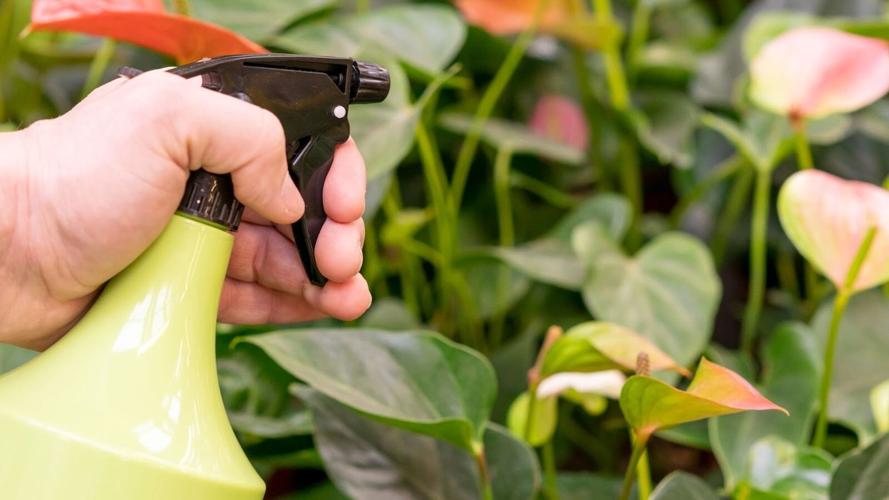 When DIY Pest Fixes Backfire: The Hidden Risks of Store-Bought Solutions