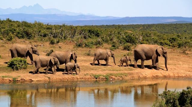 Experiencing the Diversity of Wildlife and Ecotourism in Safari Tours