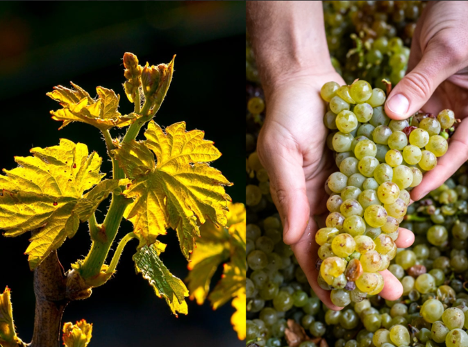 Discover the Elegance of Aperture’s Spring Wine Collection