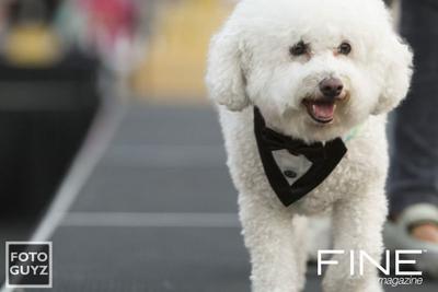 Hot Diggity Dog Fashions