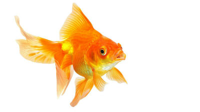 Saving Goldfish Lives