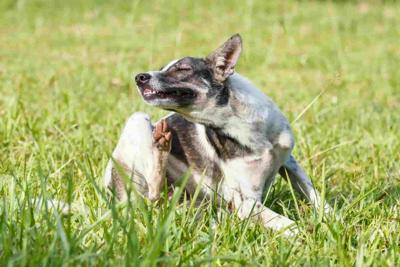 Tick and Pest Prevention on the Go: Protecting Your Dog While Traveling