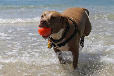 Dog-Friendly Parks and Beaches