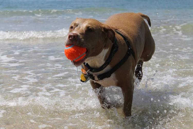 Dog-Friendly Parks and Beaches