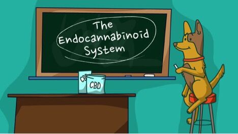 The (Not So) Curious Case of The Endocannabinoid System In Dogs