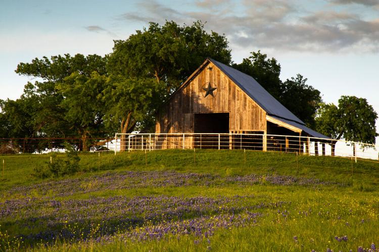 Five Ways to Upgrade-Your Barn for Happier Livestock