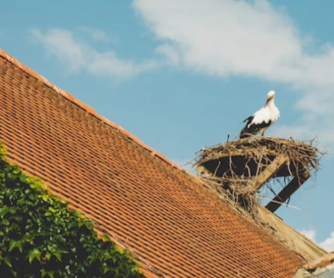 How Spring Bird Nesting Can Quietly Damage Your Roof and Disrupt Your Home’s Integrity