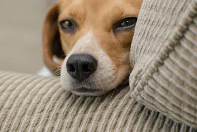 6 Ways to Keep Pets Safe when Home Alone