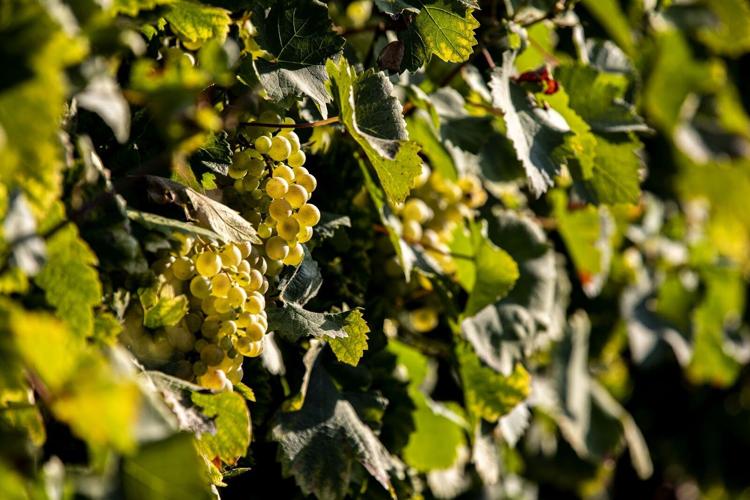 Living the Sophistication of the Bastìe Collection of Tenute Tomasella