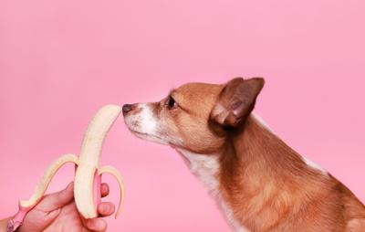 The Importance of Including Fiber in Your Dogs Diet