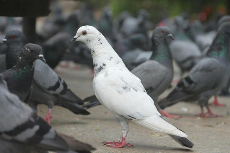 Effective Pigeon Control Methods in Urban Industrial Areas