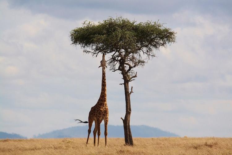 Experiencing the Diversity of Wildlife and Ecotourism in Safari Tours
