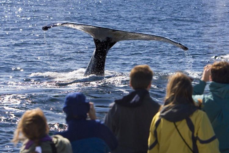 Experience the Charm of Hornblower Cruises and Events