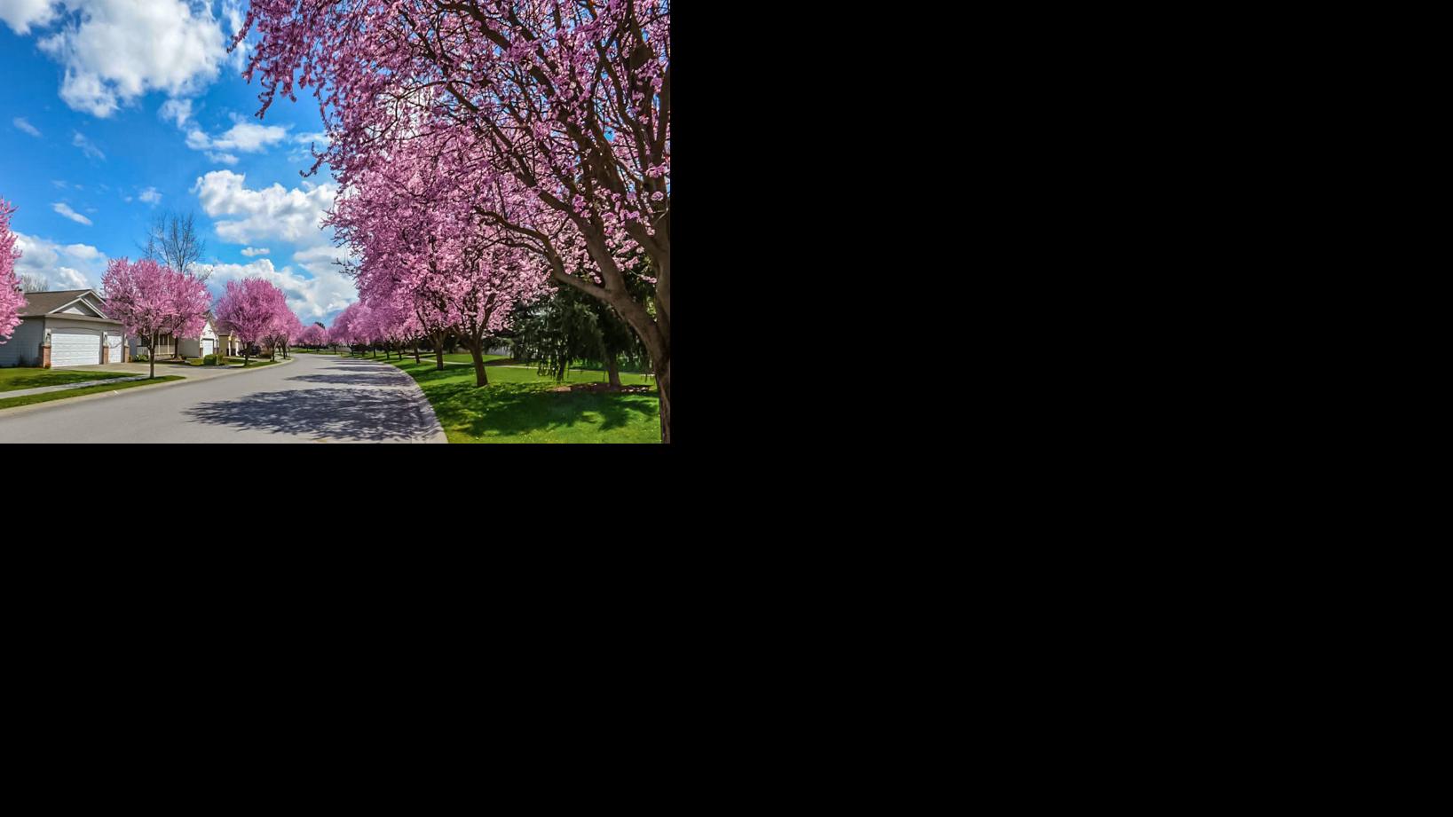 Spring: When Nature and the Real Estate Market Awaken in Harmony