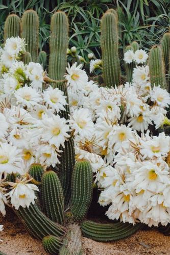 6 Landscaping Mistakes to Avoid for Your Garden