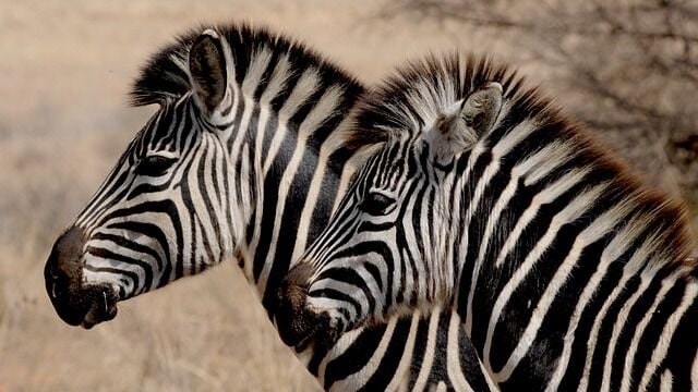 Luxury Safari Holidays in Africa: Where Adventure Meets Elegance