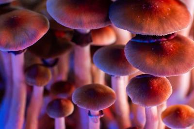 Magic Mushrooms and LSD: Hallucinogenics Leads the Way in Psychedelic Therapy