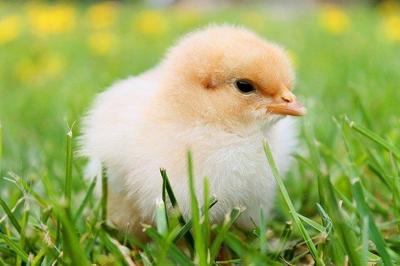 How To Keep Happy And Healthy Backyard Chickens?