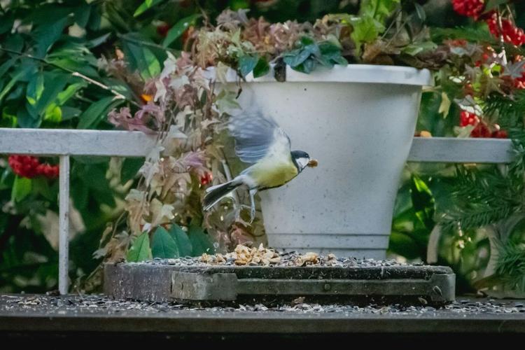 When a Garden Feels Alive: How Birds Elevate Outdoor Living