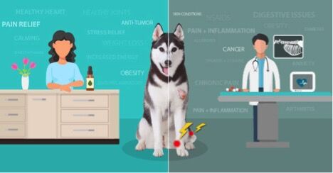The (Not So) Curious Case of The Endocannabinoid System In Dogs