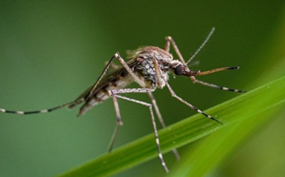 Why Mosquito Control Is Essential for a Healthy Living Environment in Houston
