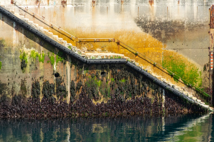 How to Identify and Eliminate Mold in Your Property