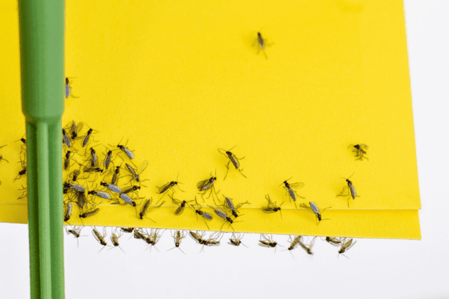 The 10 Best Gnat Killers to Eliminate Fungus Gnats for Good