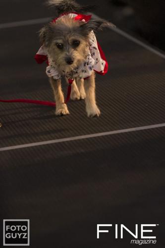 Hot Diggity Dog Fashions