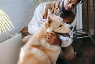 Practical Home Solutions for Managing Dog Tracheal Collapse