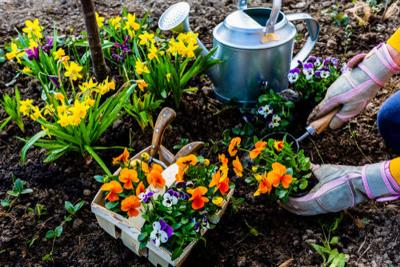 Try these 9 Old Fashioned Flowering Bulbs and Peony for Your Cottage Garden