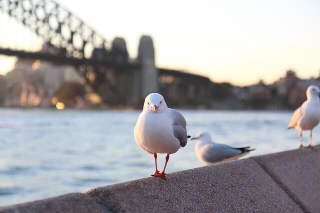 A seagull sits on a roof in the Rocks, one of Sydney's historic neighborhoods