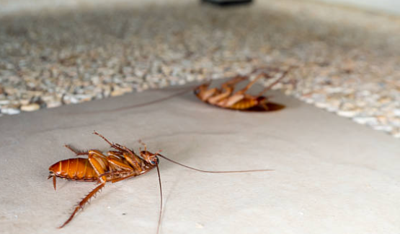 How to Protect Your Home from Cockroaches?