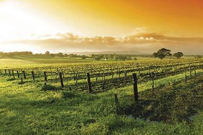 Best Texas Hill Country Wineries in Fredericksburg Texas